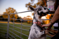 Goat Yoga