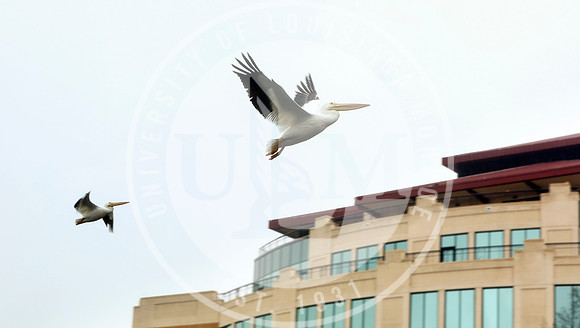Pelicans on ULM Bayou DeSiard