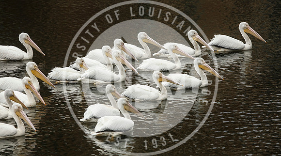 Pelicans on ULM Bayou DeSiard