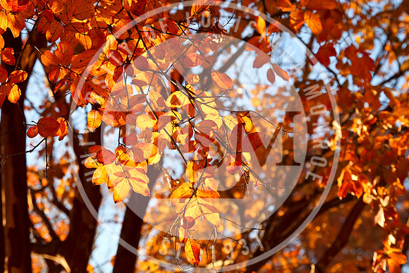 Fall Campus photo