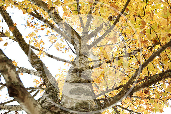 Fall Campus photo